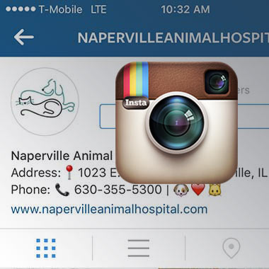 Naperville Animal Hospital Instagram feed